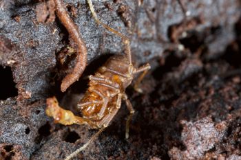Media type: image;   Invertebrate Zoology 138126
